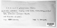 Bremia lactucae image